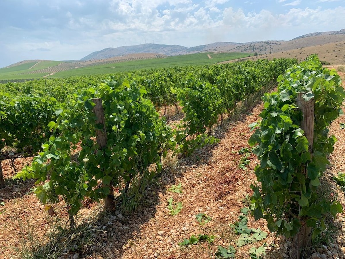 Župan se susreo s vinarima nagrađenima na Decanter World Wine Awards