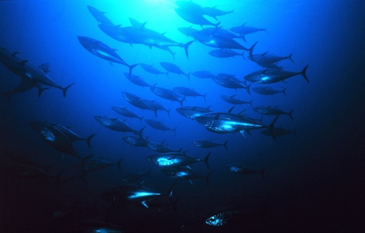Javna rasprava Studije o utjecaju na okoliš „Uzgajalište tuna kapaciteta 1.500 t/god kod otoka Balabra u Šibensko-kninskoj županiji“