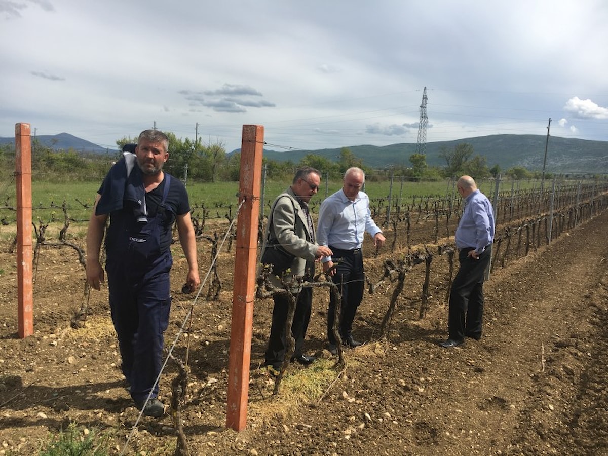 Župan Goran Pauk obišao vinograde stradale od mraza
